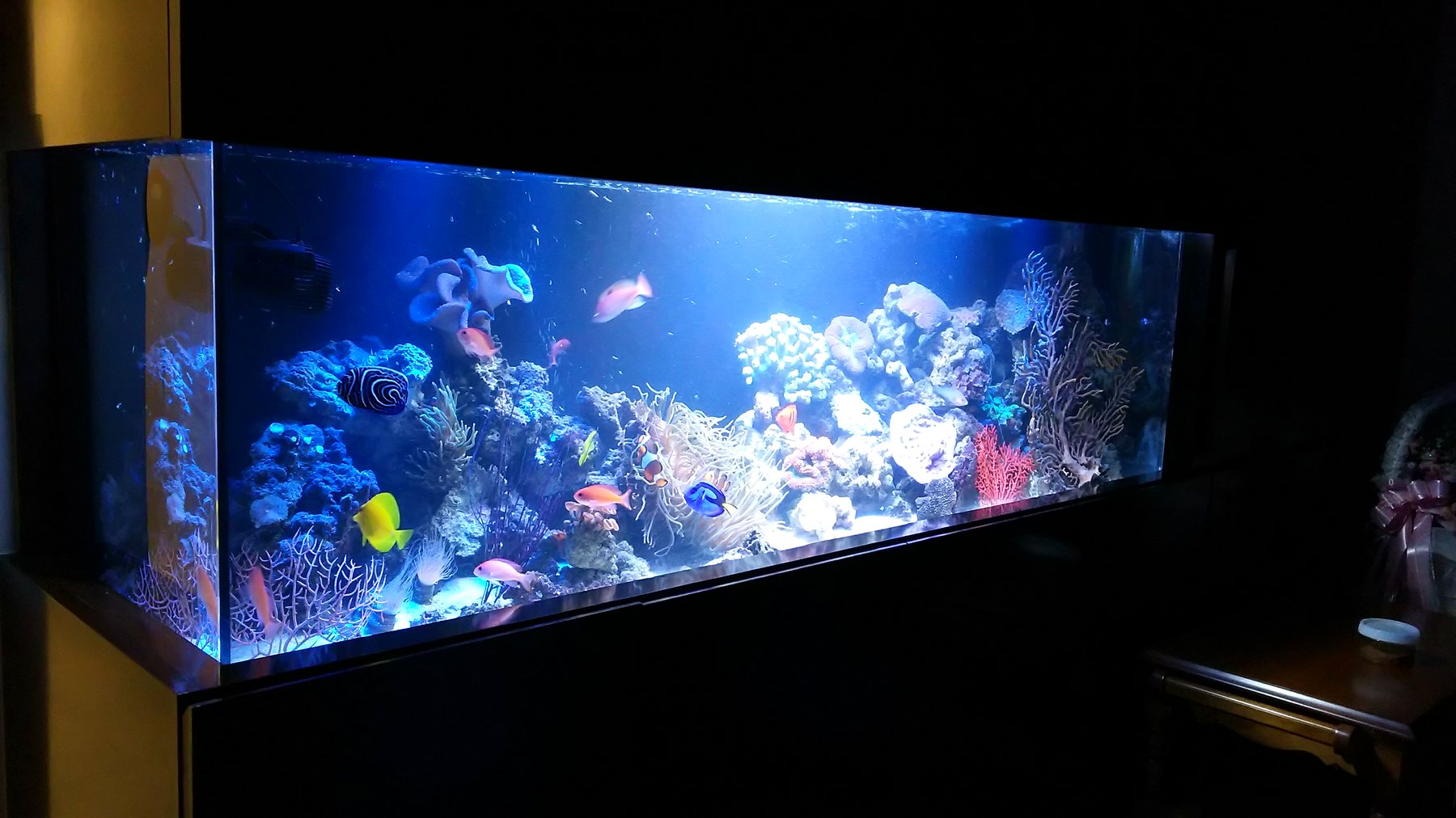 千葉市に設置した180cmサンゴ・海水魚水槽