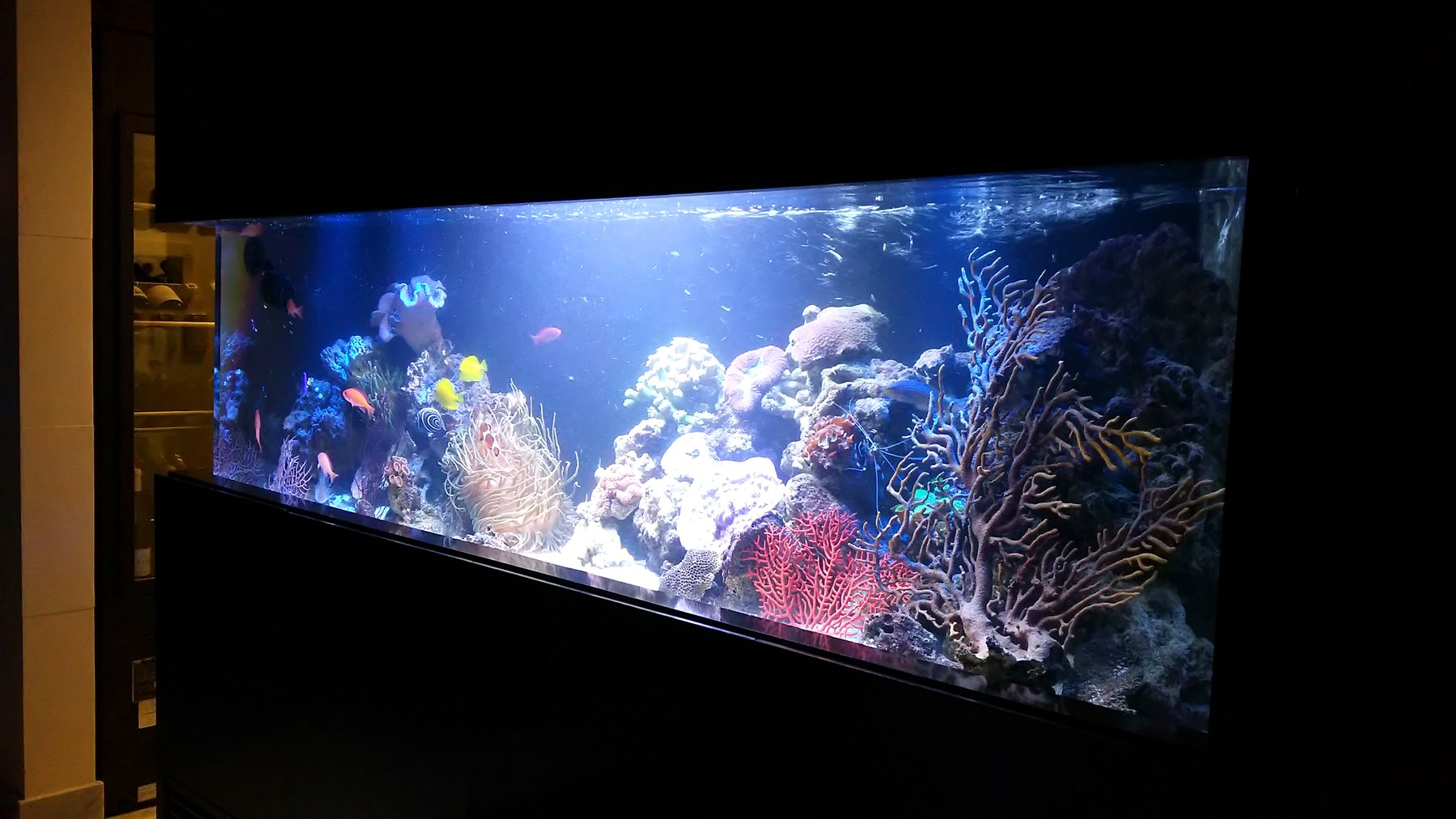 別角度から見た180cmサンゴ・海水魚水槽