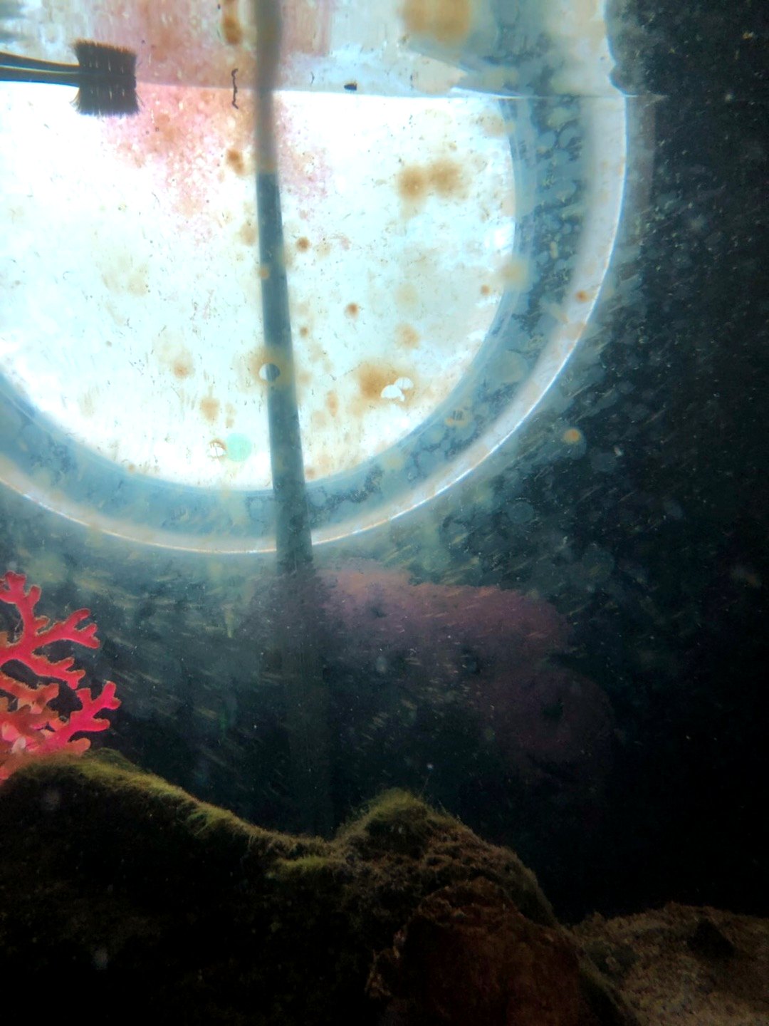 管理引継ぎ時に水槽内のコケと汚れの状態を確認した写真
